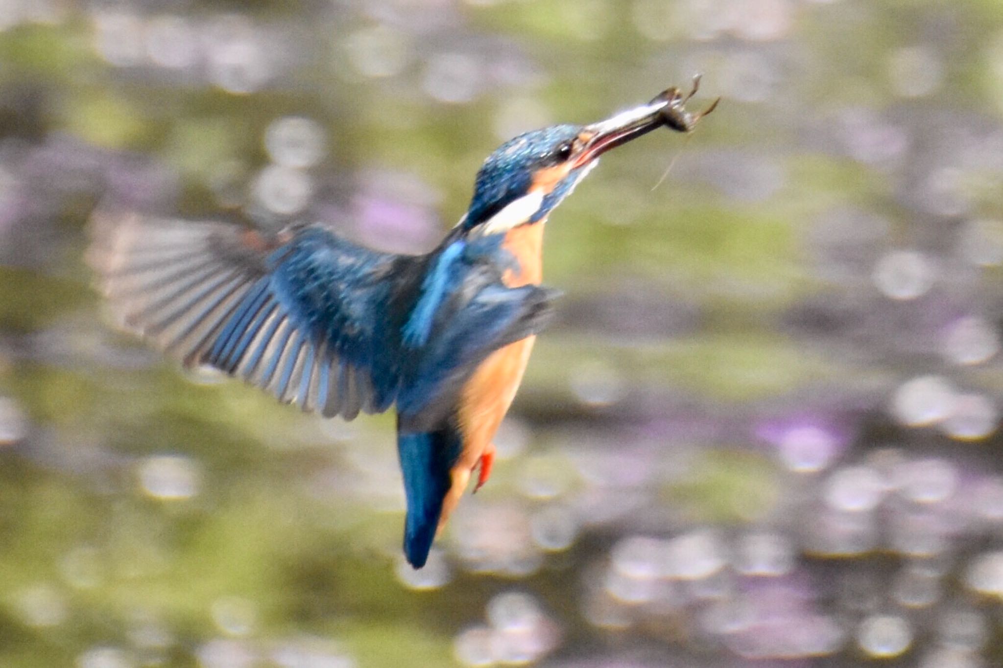 Photo of Common Kingfisher at 練馬区 by 遼太