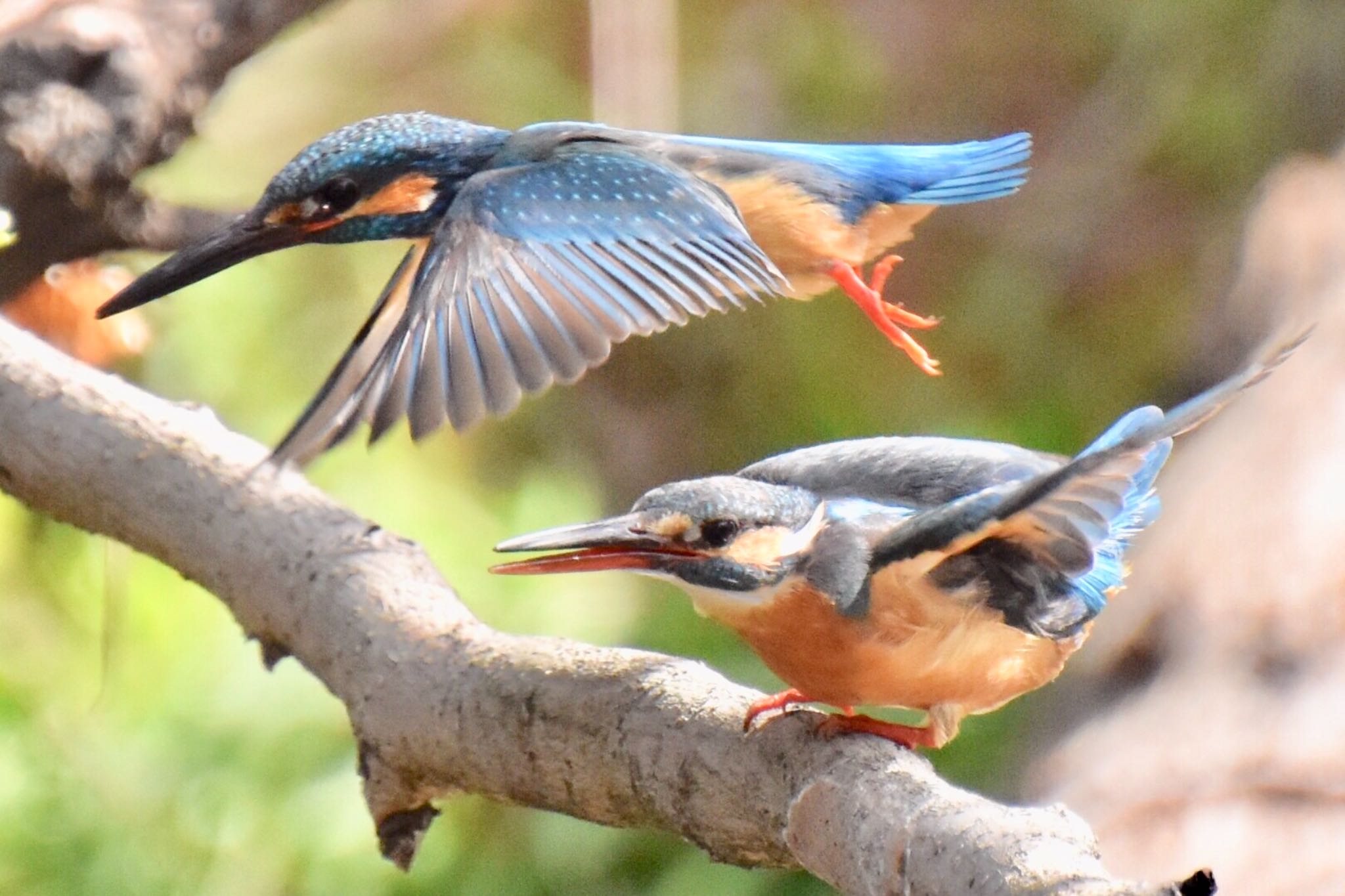 練馬区 カワセミの写真