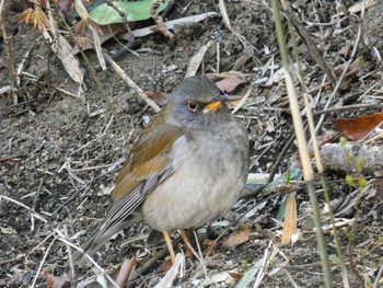 Pale Thrush Mine Park Sat, 4/2/2022