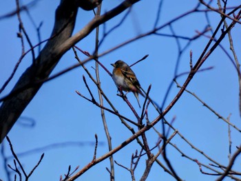 Brambling Mine Park Sat, 4/2/2022