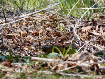 2022年4月2日(土) 嶺公園の野鳥観察記録