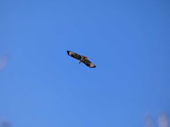 Eastern Buzzard Mine Park Sat, 4/2/2022