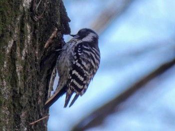 Japanese Pygmy Woodpecker Mine Park Sat, 4/2/2022