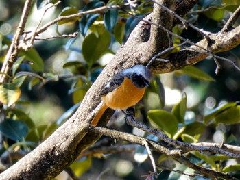 Daurian Redstart Mine Park Sat, 4/2/2022