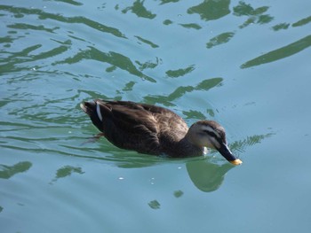 カルガモ 嶺公園 2022年4月2日(土)