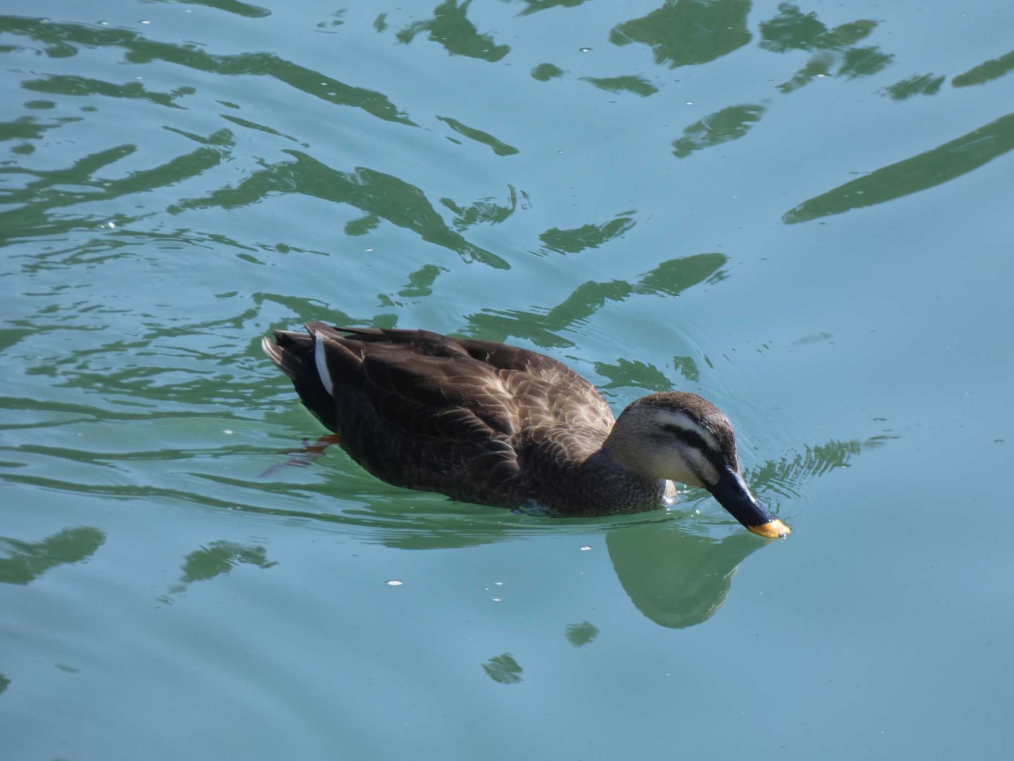 嶺公園 カルガモの写真