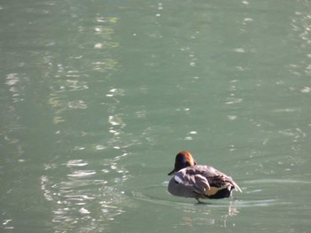 Eurasian Teal Mine Park Sat, 4/2/2022