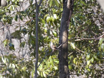 Hawfinch Mine Park Sat, 4/2/2022