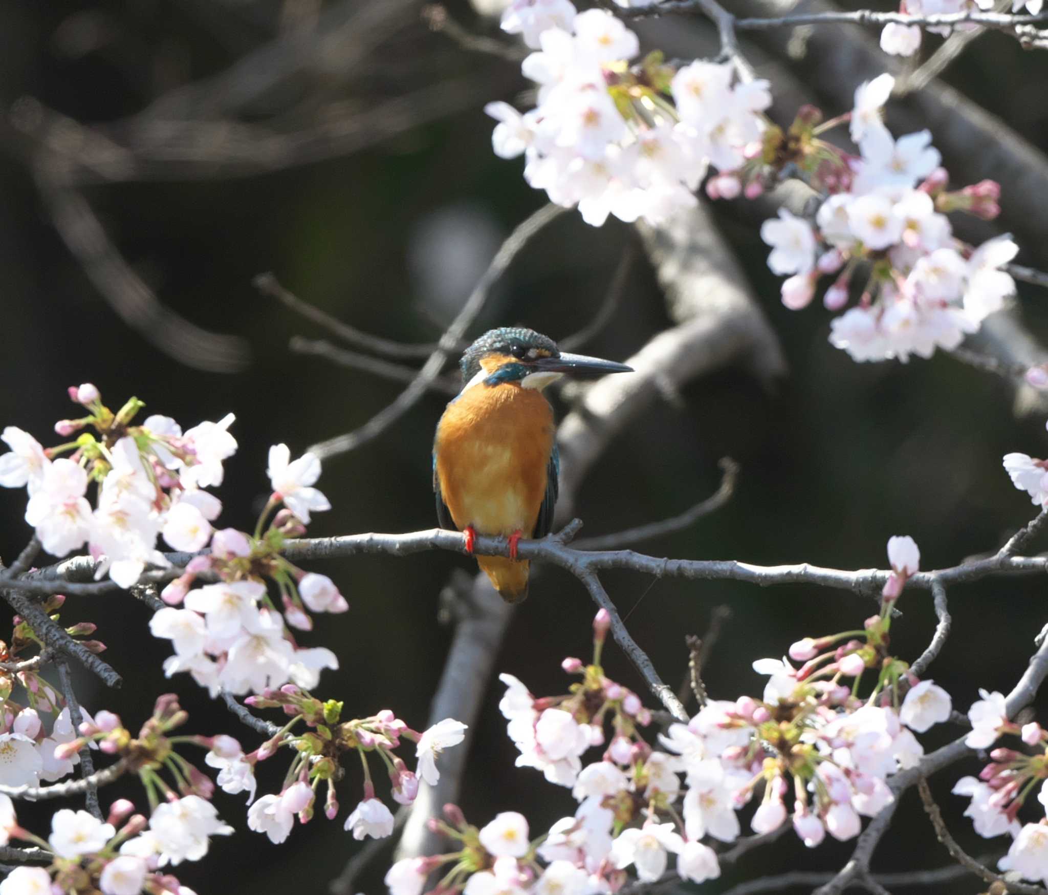 東京都多摩地区 カワセミの写真