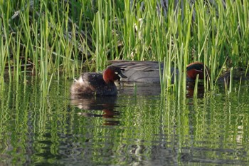 Little Grebe 多摩川二ヶ領宿河原堰 Sat, 4/2/2022