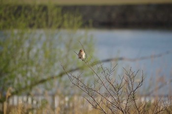 Common Reed Bunting 多摩川二ヶ領宿河原堰 Sat, 4/2/2022