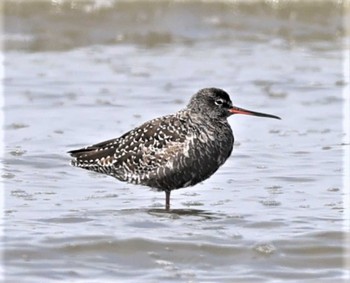 Spotted Redshank 有明海 Sat, 4/2/2022