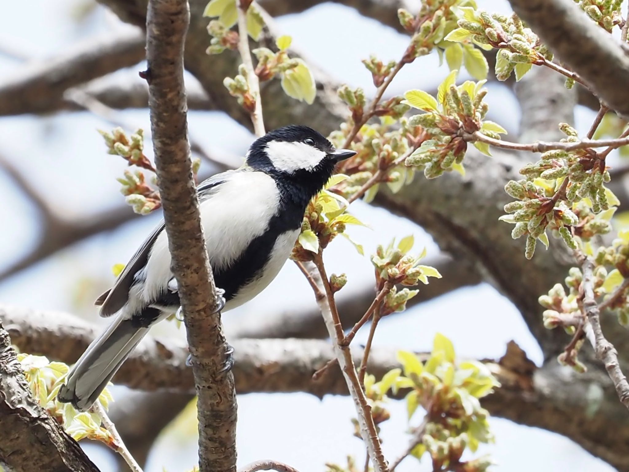 木の芽を啄ばむシジュウカラ