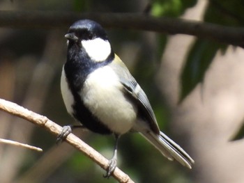 2022年4月2日(土) 埼玉県さいたま市の野鳥観察記録