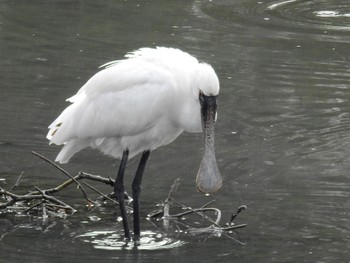 Thu, 3/31/2022 Birding report at 与根の三角池