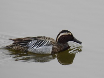 Sat, 4/2/2022 Birding report at 池島