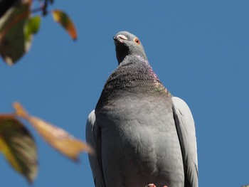 Rock Dove Unknown Spots Sun, 11/5/2017