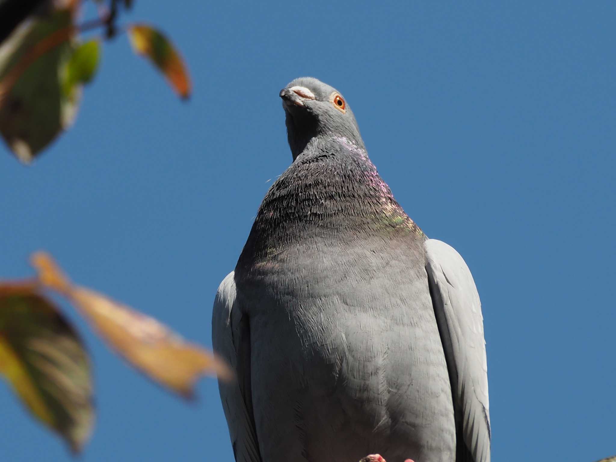  カワラバトの写真