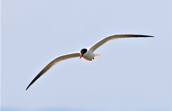 Caspian Tern 有明海 Sat, 4/2/2022