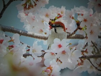 Russet Sparrow 奈良県天理市 Fri, 4/1/2022