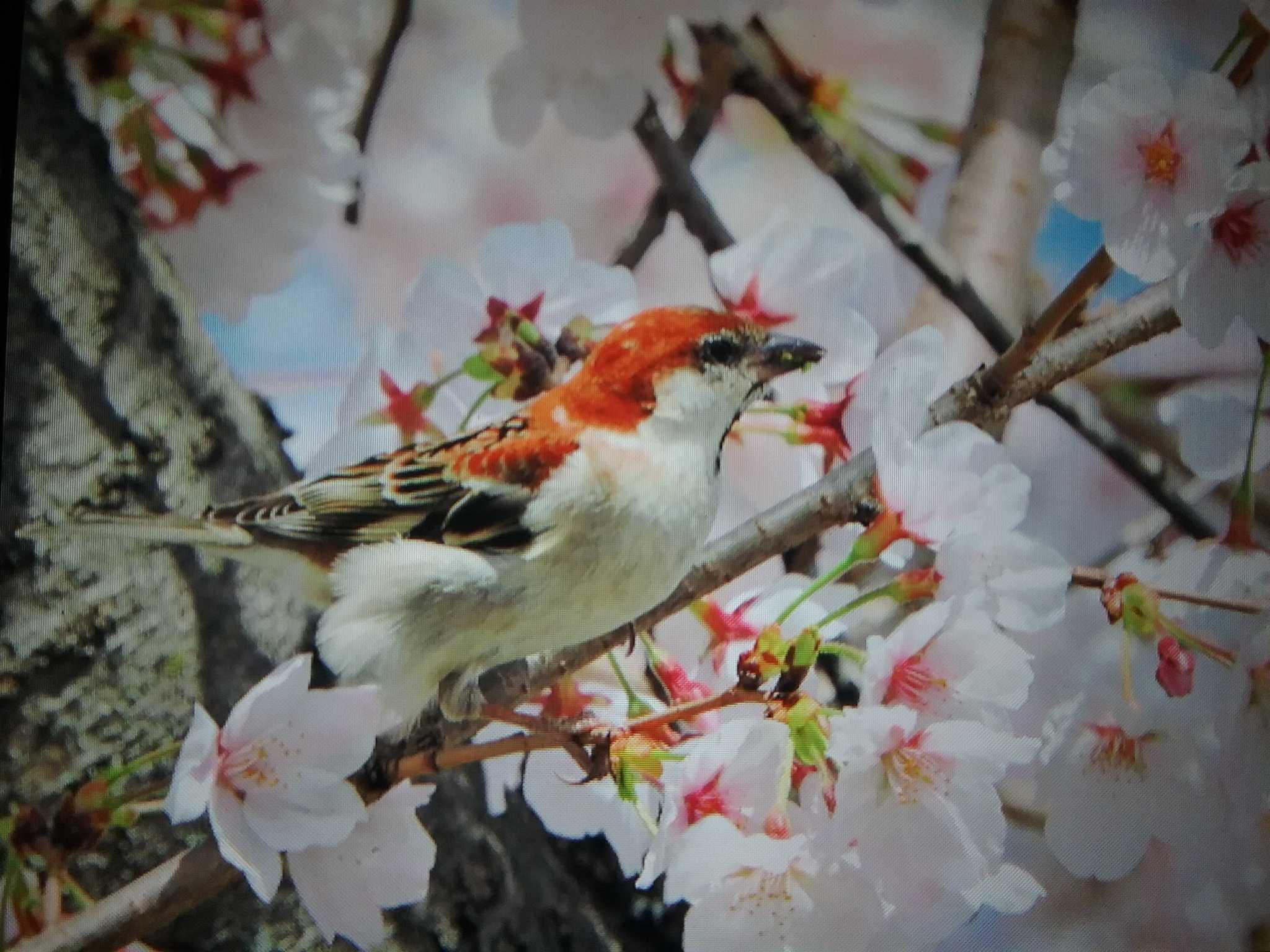 奈良県天理市 ニュウナイスズメの写真 by おもち