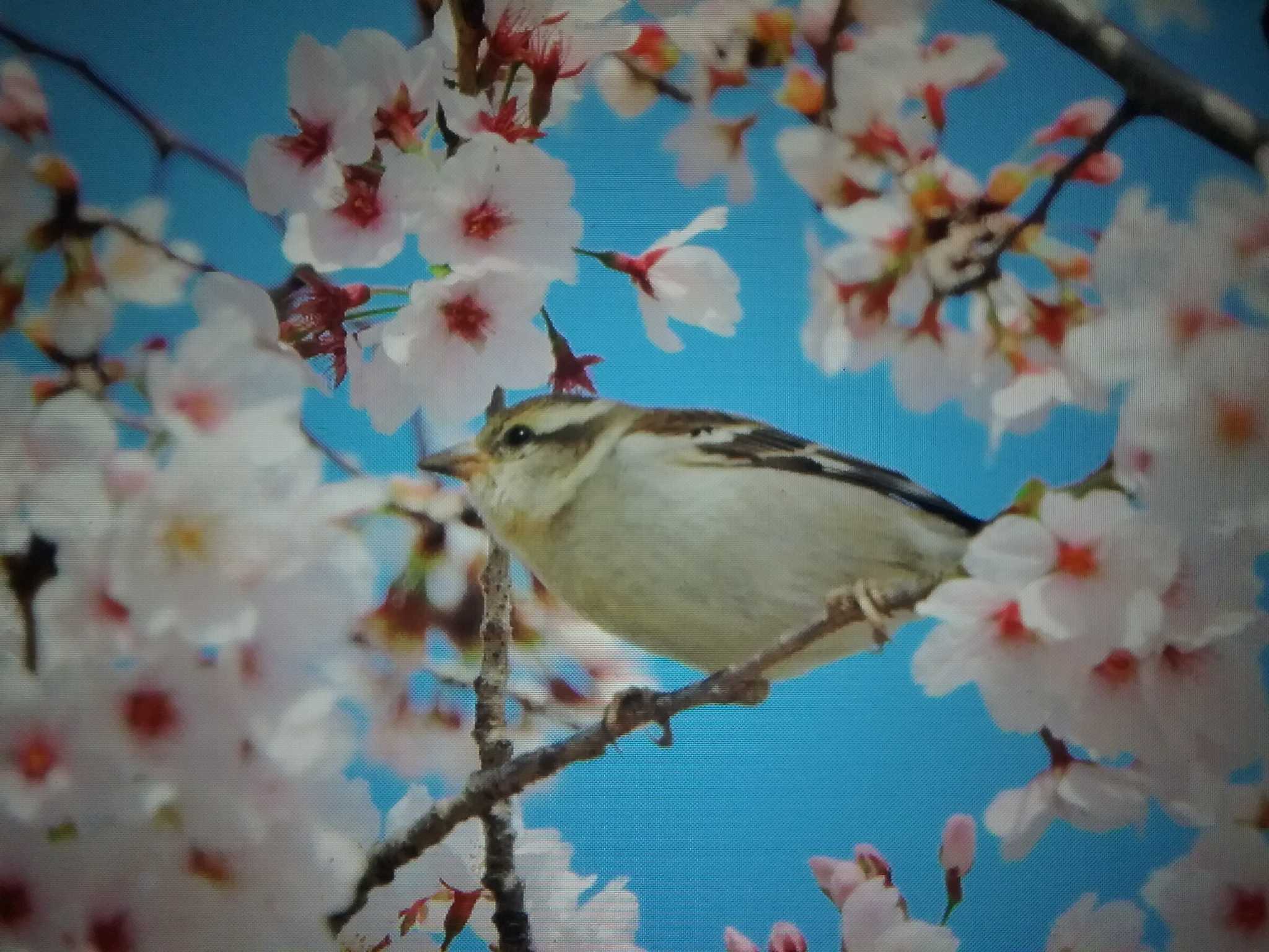 奈良県天理市 ニュウナイスズメの写真 by おもち