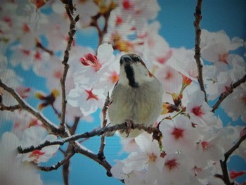 ニュウナイスズメ 奈良県天理市 2022年4月1日(金)