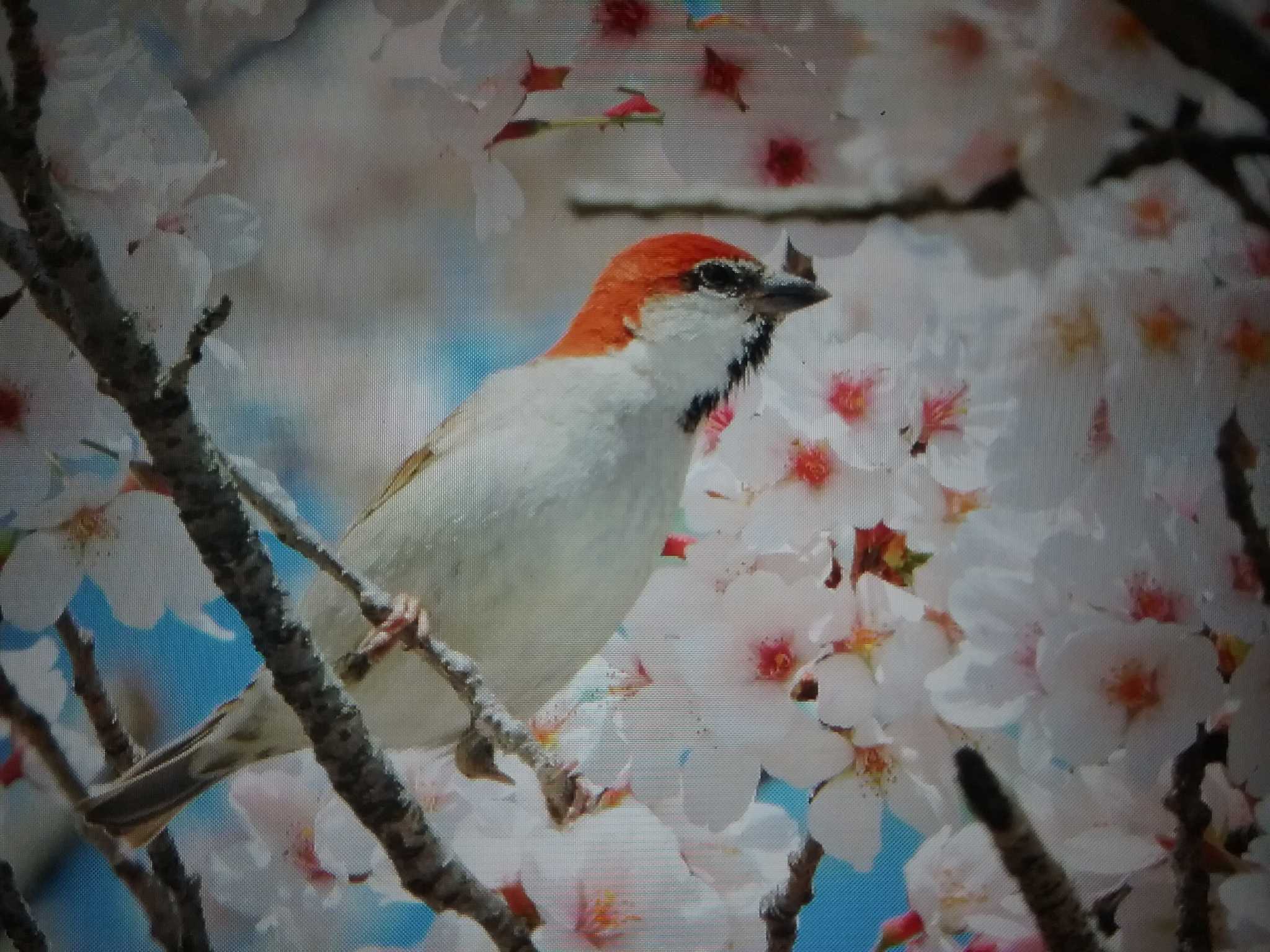 奈良県天理市 ニュウナイスズメの写真 by おもち