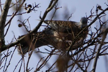 Oriental Turtle Dove 江津湖 Fri, 4/1/2022