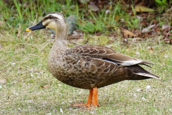 Eastern Spot-billed Duck 江津湖 Fri, 4/1/2022