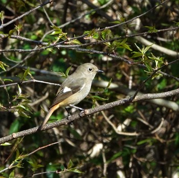 Daurian Redstart 滋賀県近江富士花緑公園 Sun, 3/27/2022