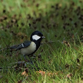 Japanese Tit 滋賀県近江富士花緑公園 Sun, 3/27/2022