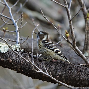 Japanese Pygmy Woodpecker 滋賀県近江富士花緑公園 Sun, 3/27/2022