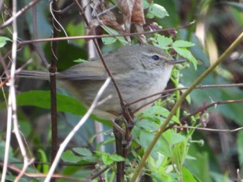 ウグイス 秋ヶ瀬公園(野鳥の森) 2022年4月2日(土)