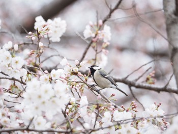 シジュウカラ あきる野市 2022年3月28日(月)