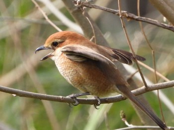 モズ 秋ヶ瀬公園 2022年4月2日(土)