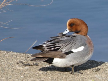 2022年4月2日(土) 鶴見川の野鳥観察記録