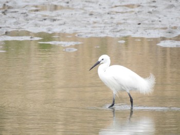 Little Egret 吉野川河口 Sat, 4/2/2022