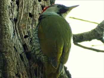 2022年4月2日(土) 舞岡公園の野鳥観察記録