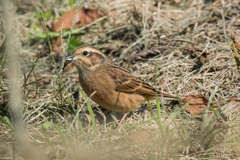 2017年11月2日(木) 三木山森林公園の野鳥観察記録