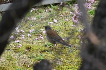 2022年4月2日(土) 宝梅の野鳥観察記録