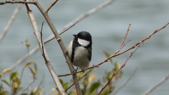 Japanese Tit Arima Fuji Park Sat, 4/2/2022