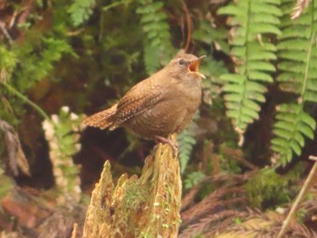 2022年4月2日(土) 木下沢林道の野鳥観察記録