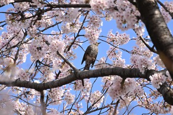 ヒヨドリ 砧公園 2022年4月2日(土)