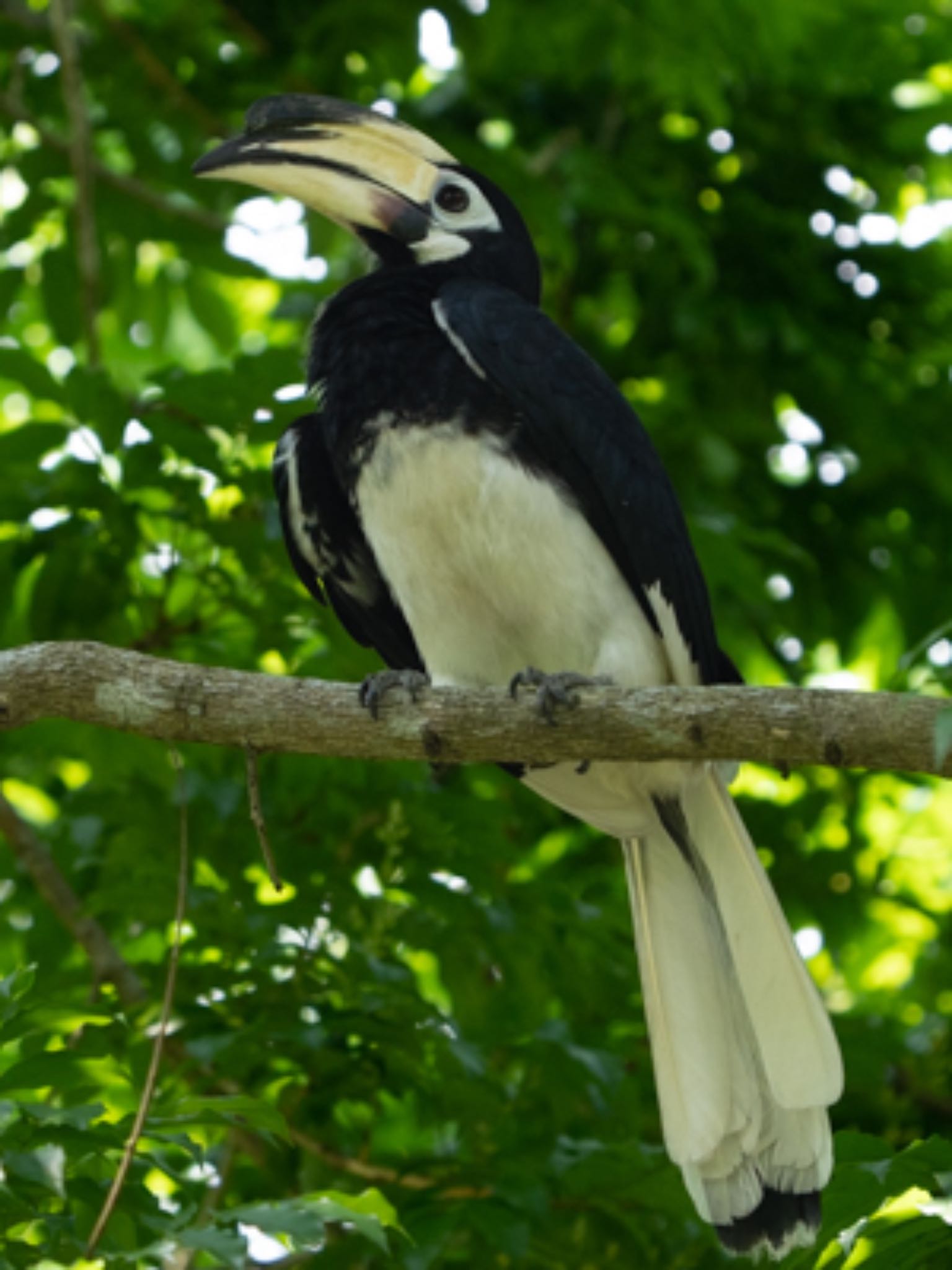 Oriental Pied Hornbill