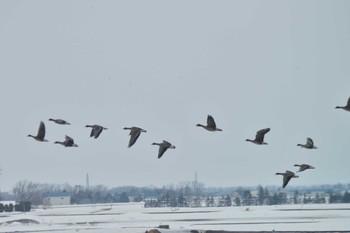 2022年3月26日(土) 長沼町の野鳥観察記録