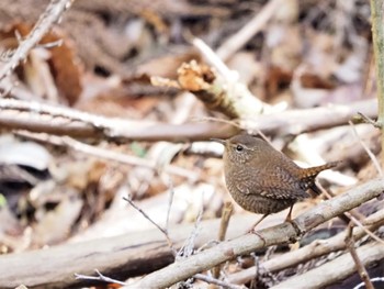 Sat, 4/2/2022 Birding report at 日向渓谷