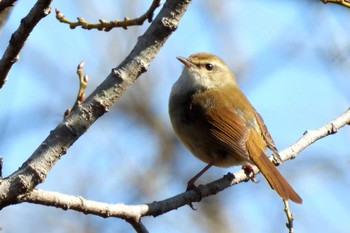 ウグイス 北本自然観察公園 2022年4月2日(土)