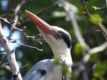 Grey Heron 立川 Sat, 4/2/2022