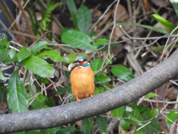 Common Kingfisher 立川 Sat, 4/2/2022